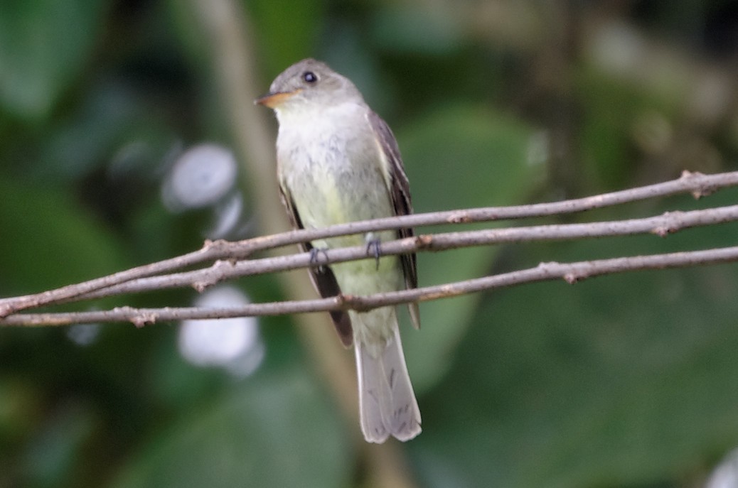 Eastern Wood-Pewee - Robert Zickus