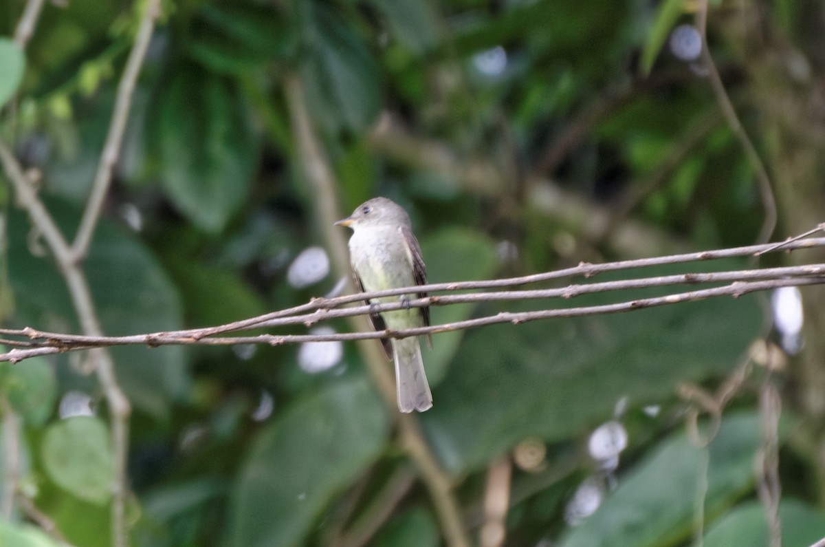 Eastern Wood-Pewee - Robert Zickus