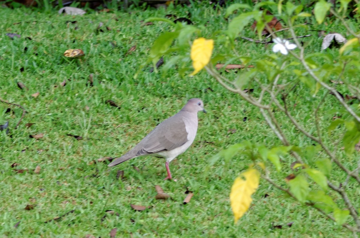 White-tipped Dove - ML73940791