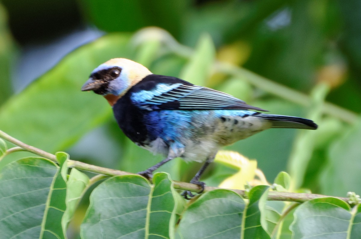 Golden-hooded Tanager - ML73940911