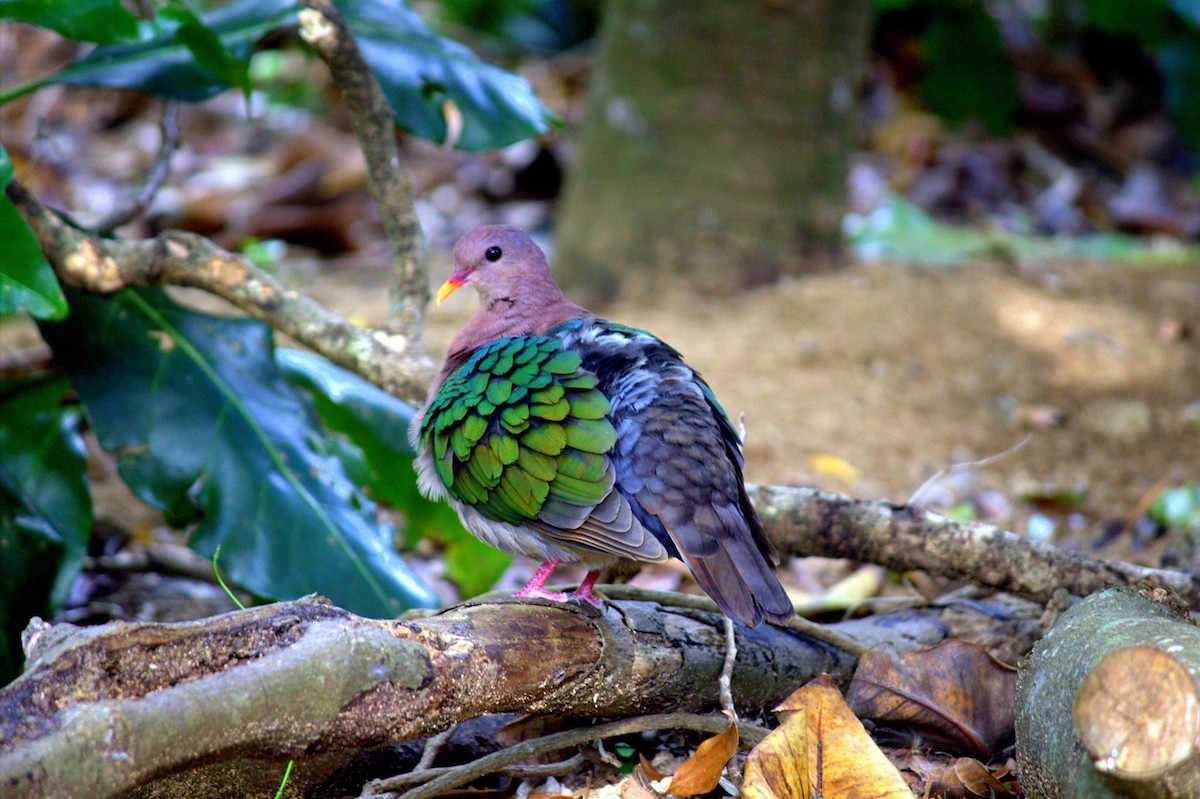 Pacific Emerald Dove - Edward Smith