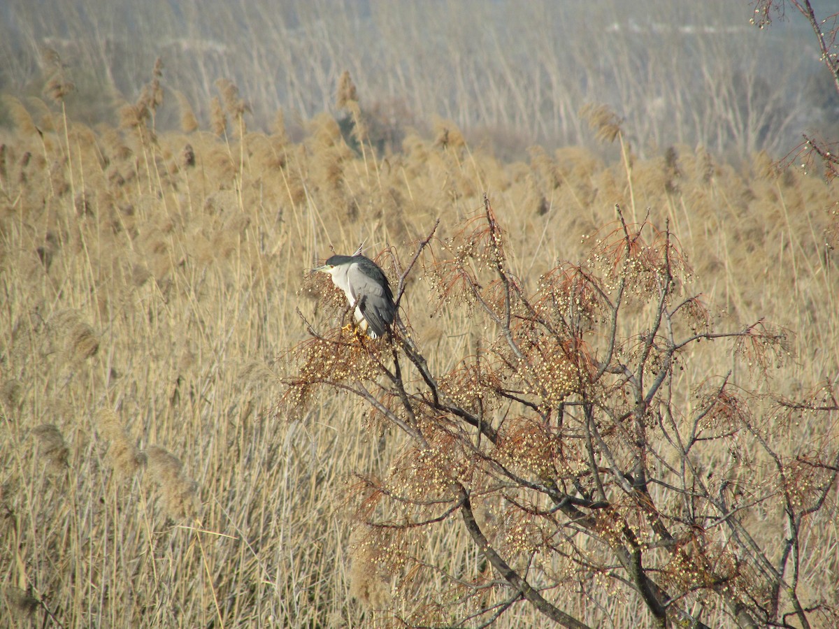 Black-crowned Night Heron - ML73941351