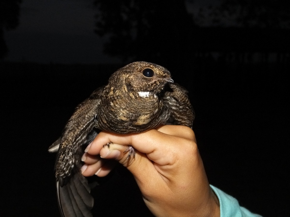 Band-tailed Nighthawk - ML73941831