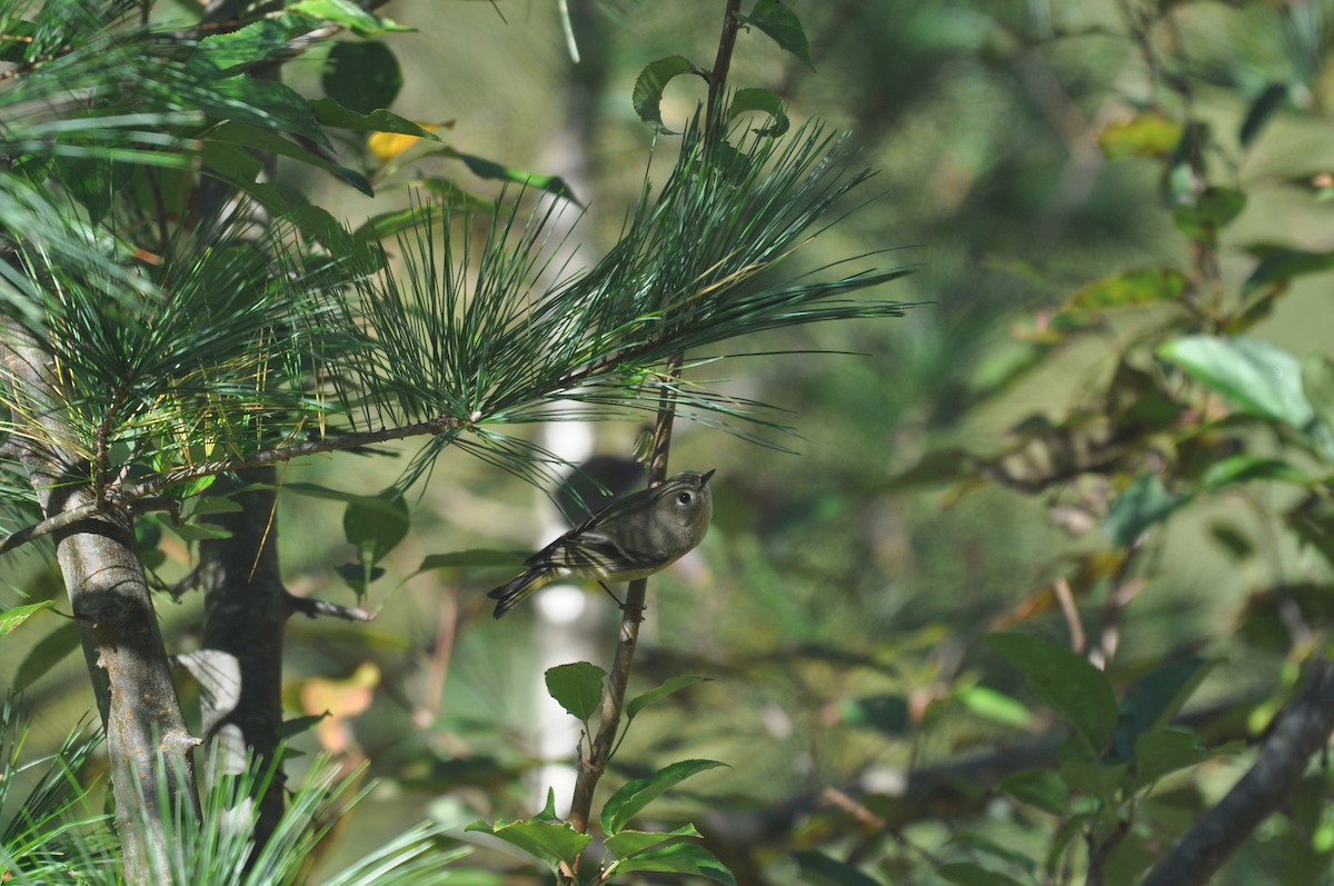 Ruby-crowned Kinglet - ML73941951