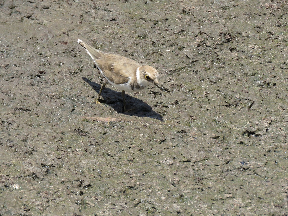 Little Ringed Plover - ML73942401