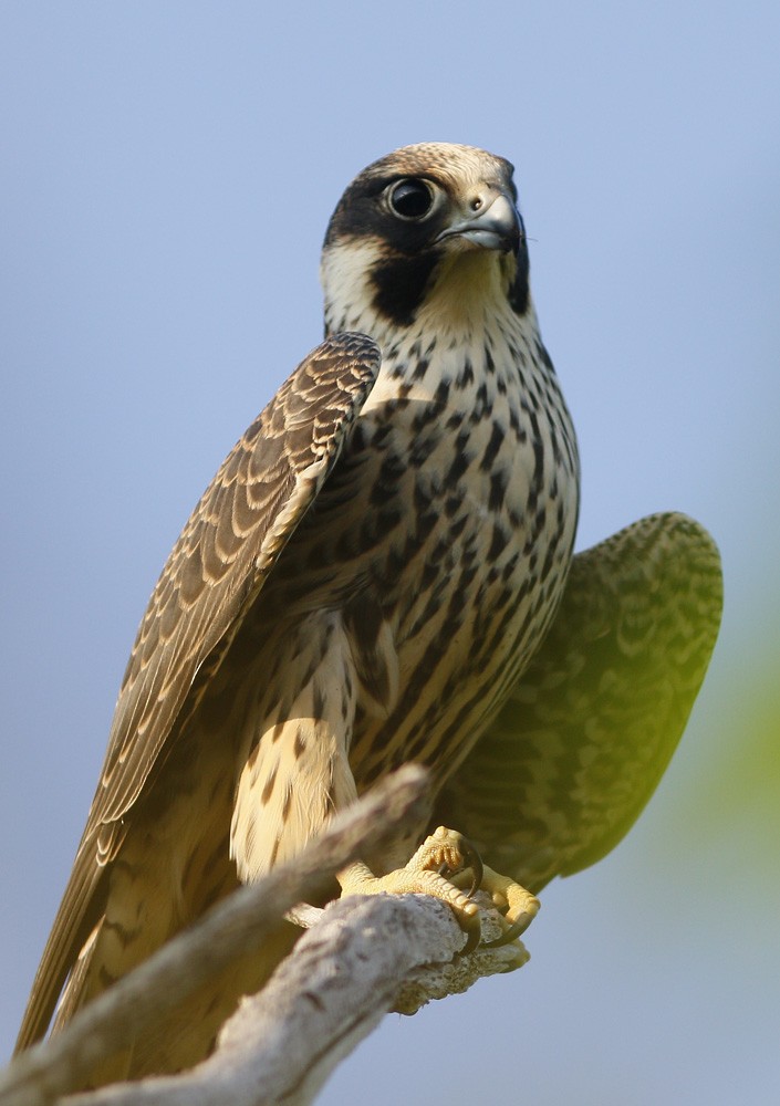 Peregrine Falcon - Ted Keyel