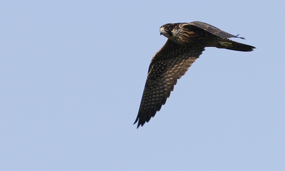 Peregrine Falcon - Ted Keyel