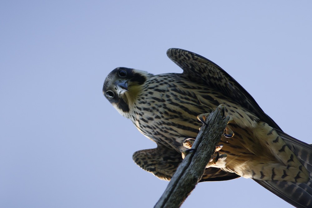 Halcón Peregrino - ML73943051