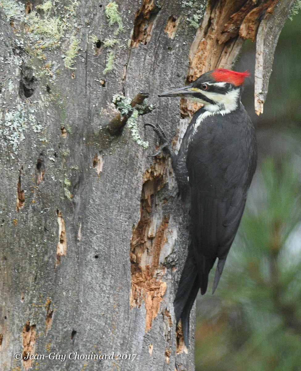 Pileated Woodpecker - ML73943661
