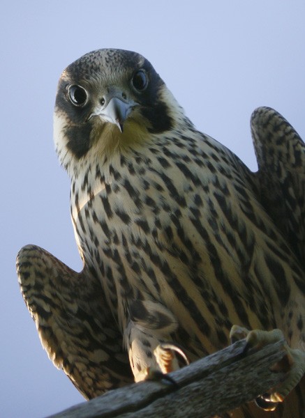 Peregrine Falcon - ML73944031