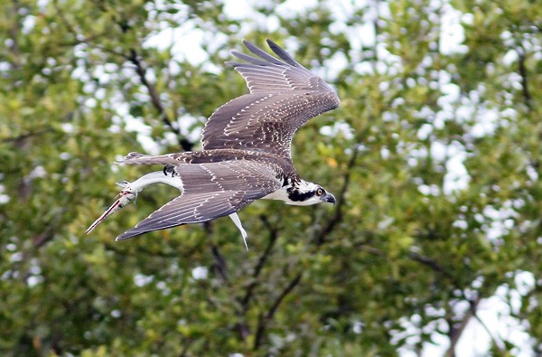 Osprey - Ted Keyel