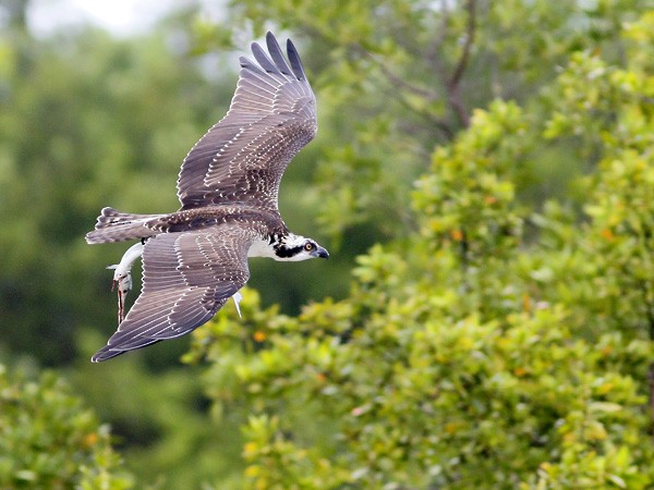 Águila Pescadora - ML73944331