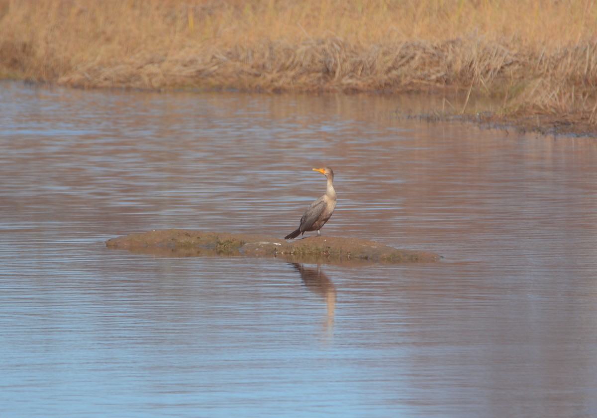 Double-crested Cormorant - ML73944531