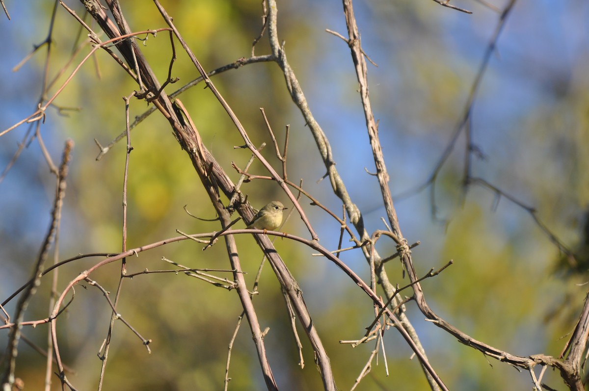 Ruby-crowned Kinglet - ML73945431