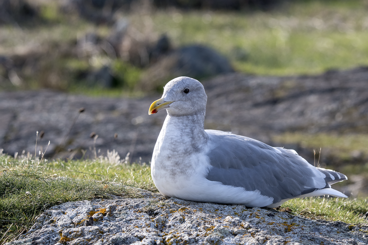 Glaucous-winged Gull - David Badke