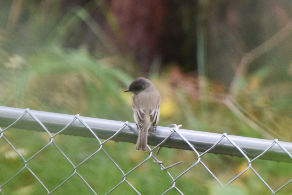 Eastern Phoebe - irina shulgina