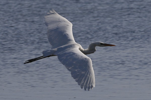 Great Blue Heron (Great White) - Ted Keyel