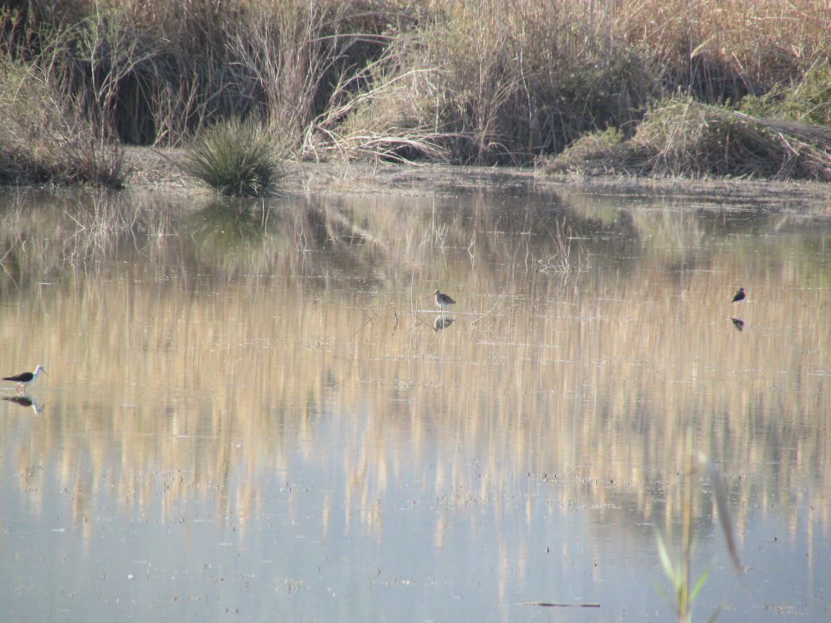 Black-tailed Godwit - Samuel Holman