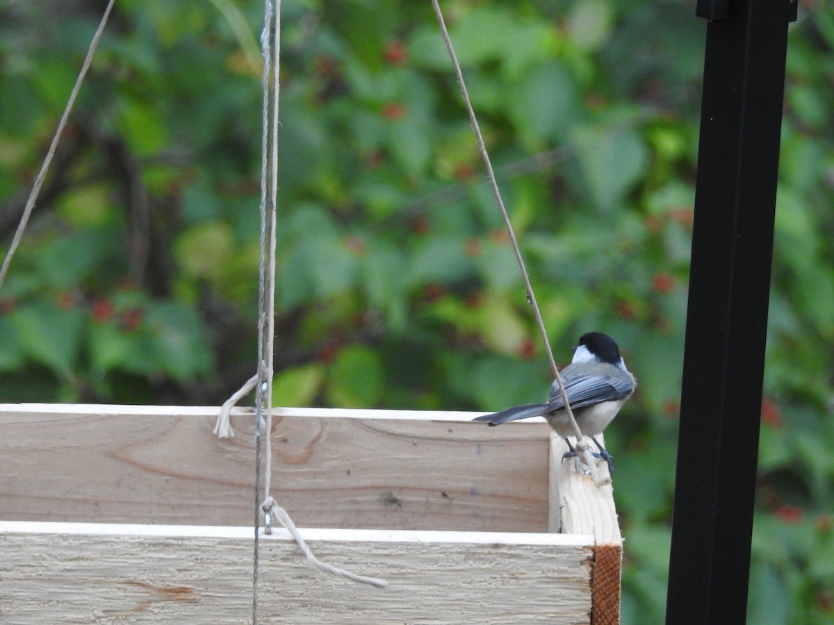 Carolina Chickadee - ML73947661