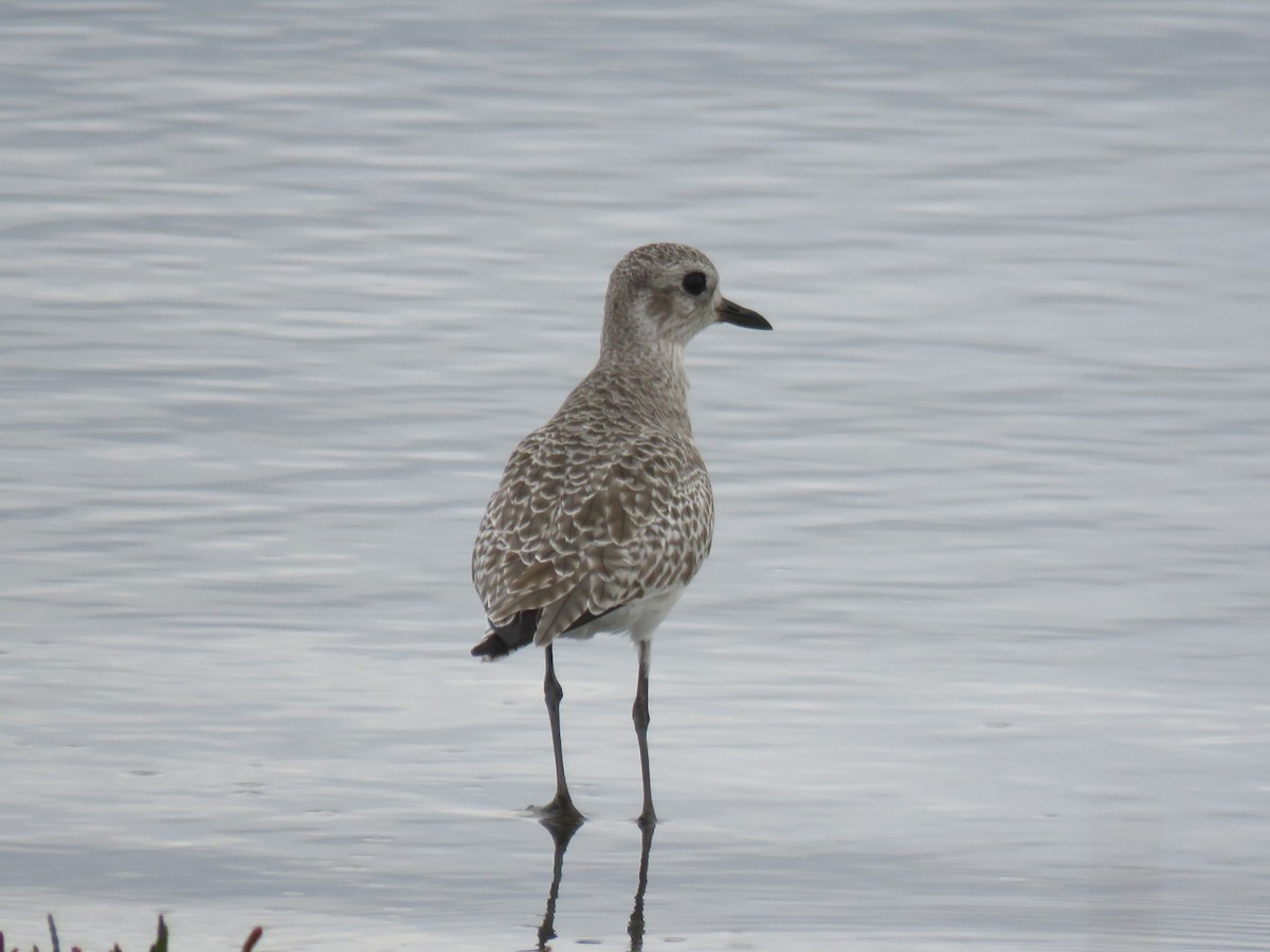 Black-bellied Plover - ML73948021