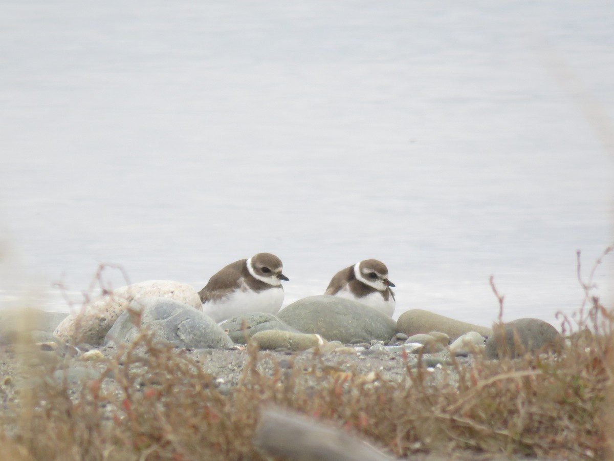 Semipalmated Plover - ML73948081