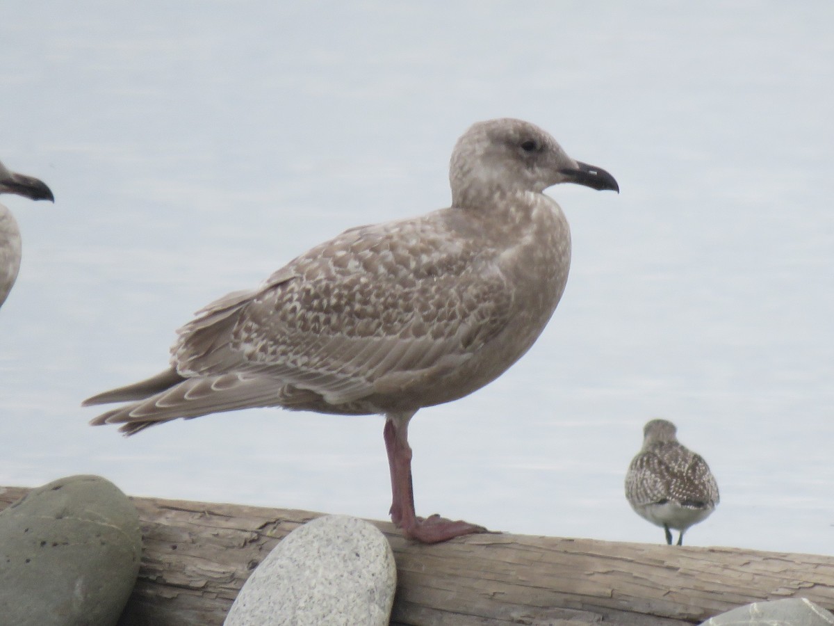 Glaucous-winged Gull - ML73948211