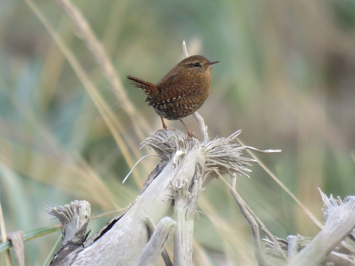 Pacific Wren - ML73948261