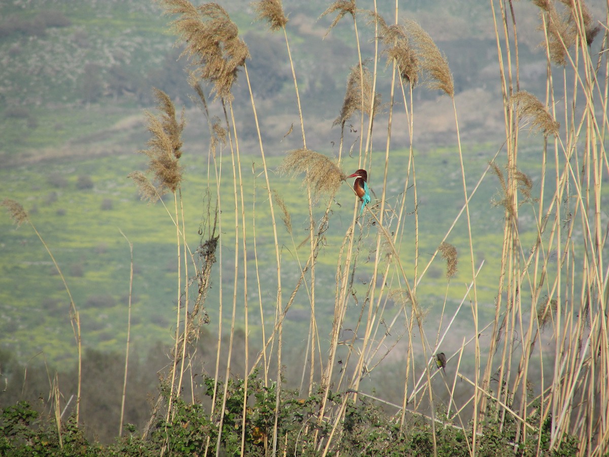 White-throated Kingfisher - ML73948551