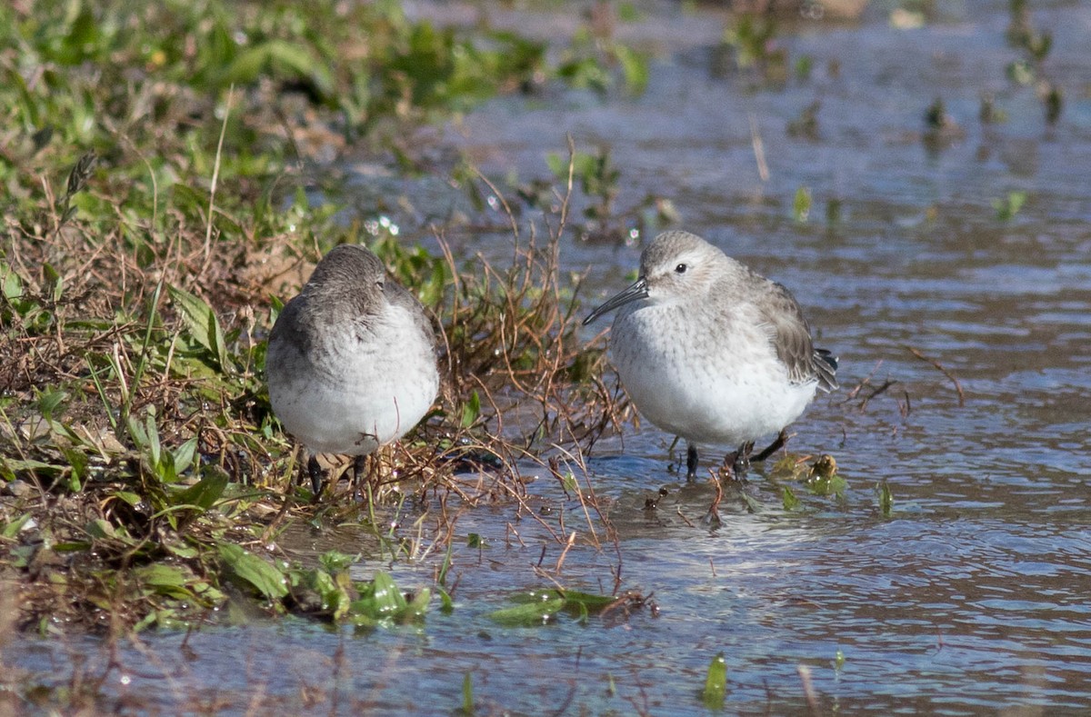 Dunlin - Eric Zawatski