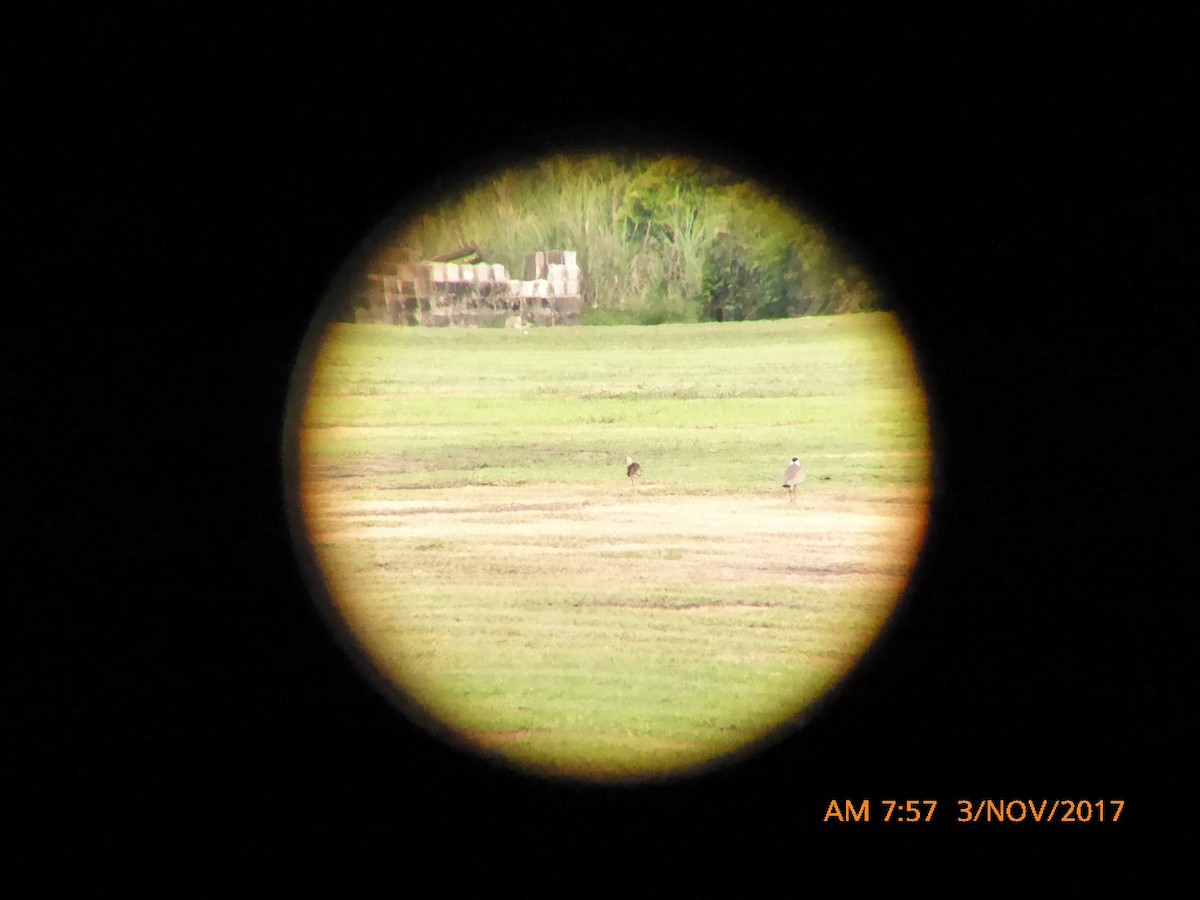 Little Curlew - Norton Gill