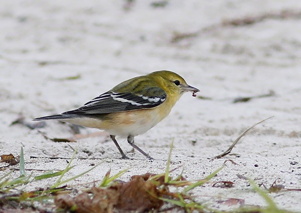 Bay-breasted Warbler - ML73950041