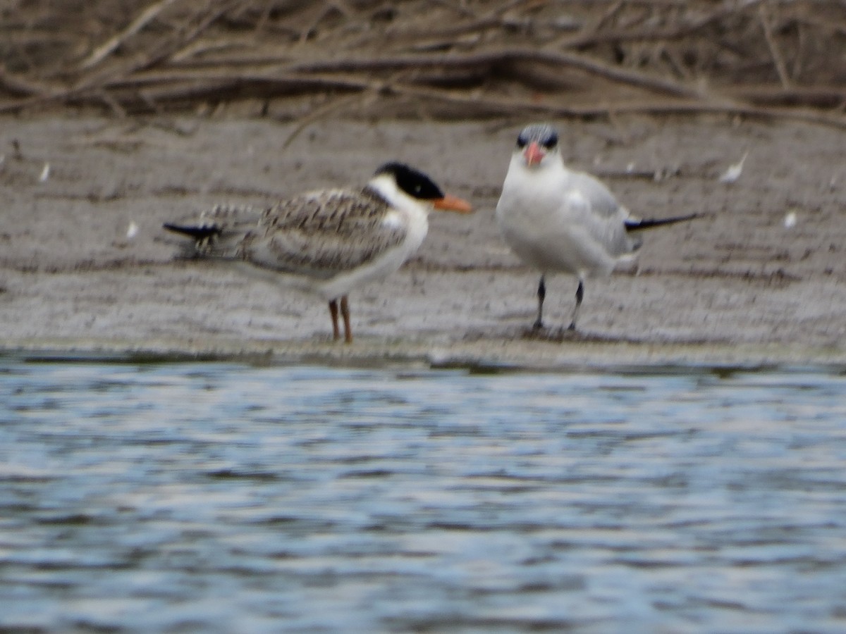 Caspian Tern - ML73953461