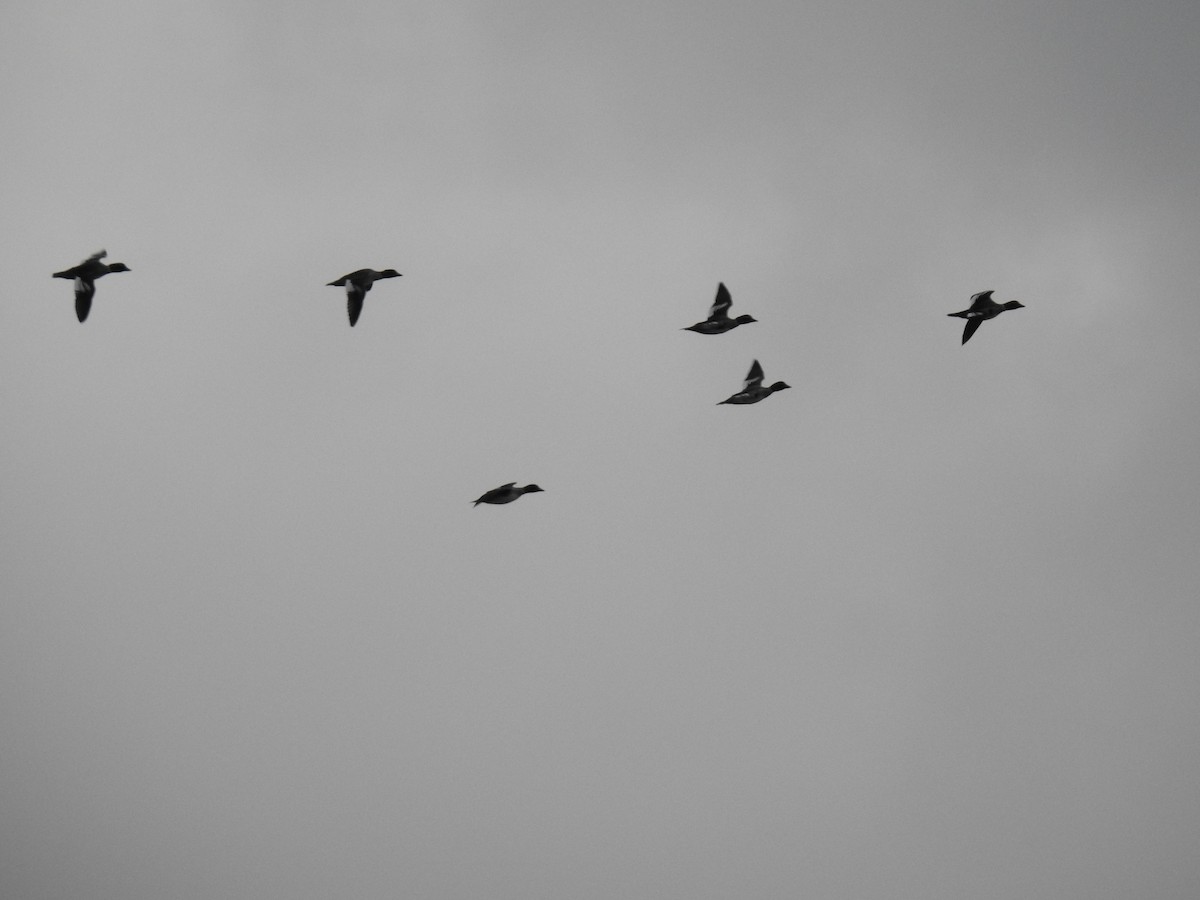 Common Goldeneye - ML73955631