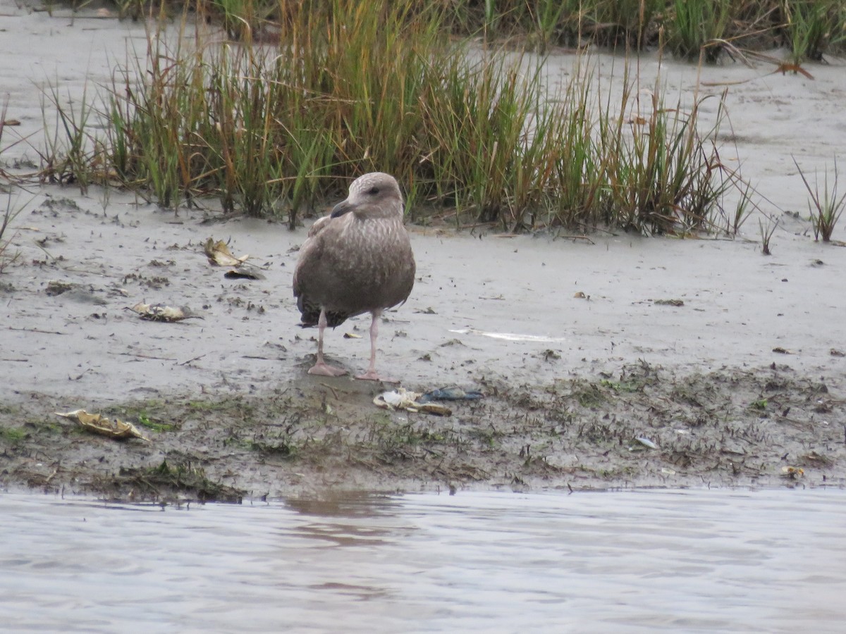 Herring Gull- - ML73957161