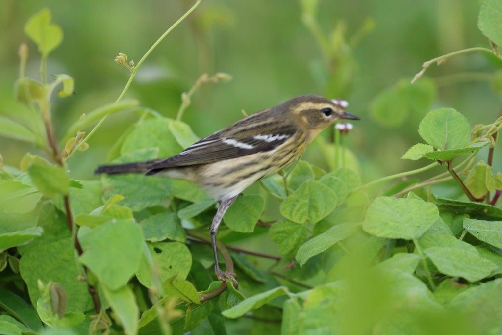 Blackburnian Warbler - Anthony Levesque