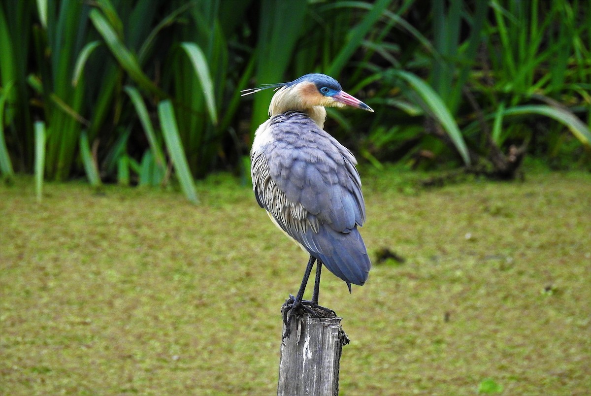 Whistling Heron - ML73958851