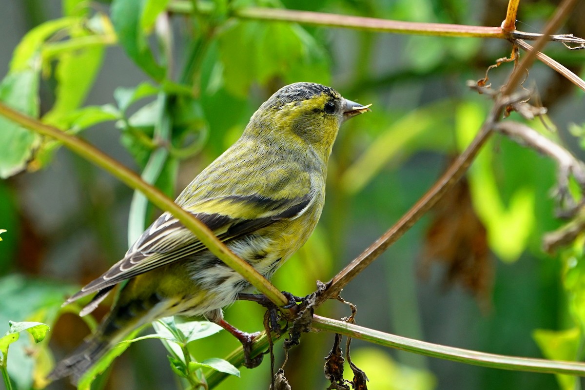 Eurasian Siskin - ML73959011