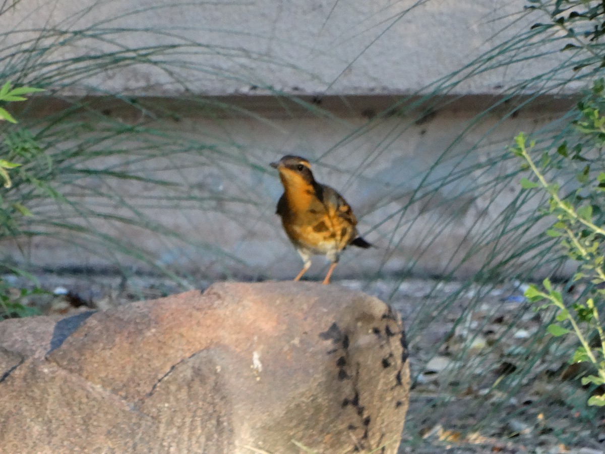 Varied Thrush - ML73959421