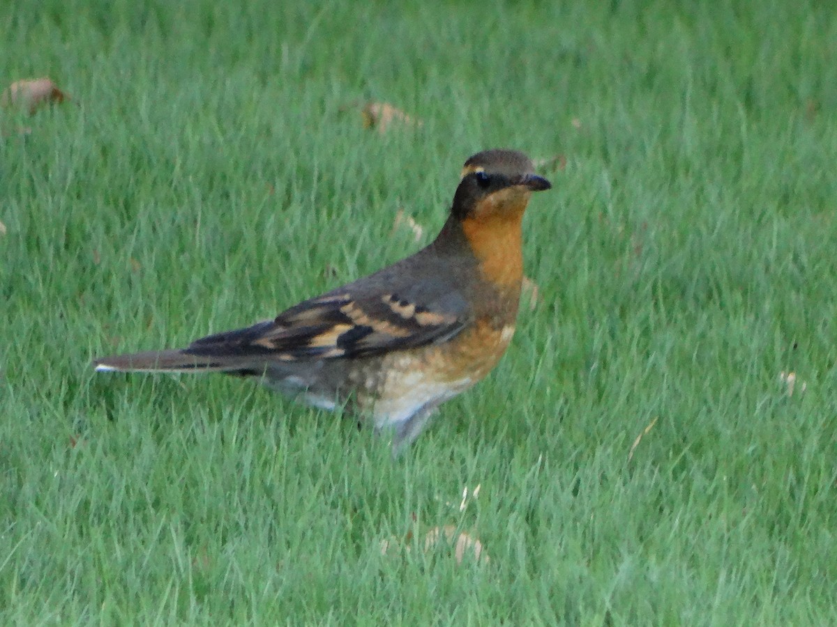 Varied Thrush - ML73959541