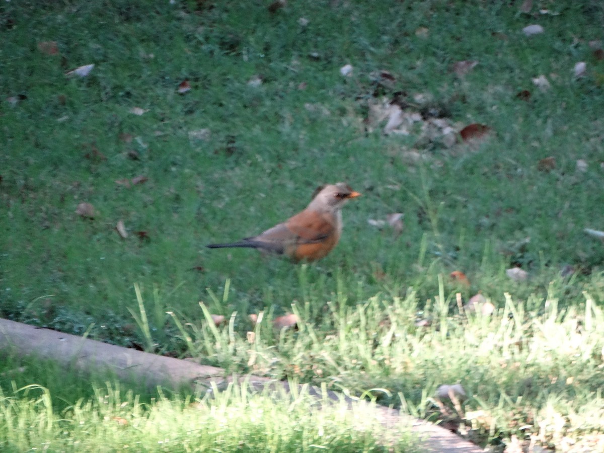 Rufous-backed Robin - ML73959761