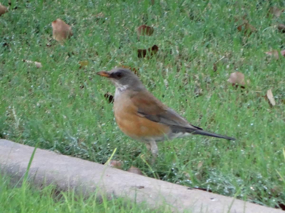 Rufous-backed Robin - ML73959771