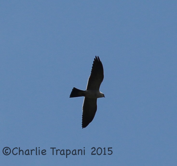 Mississippi Kite - ML73959921