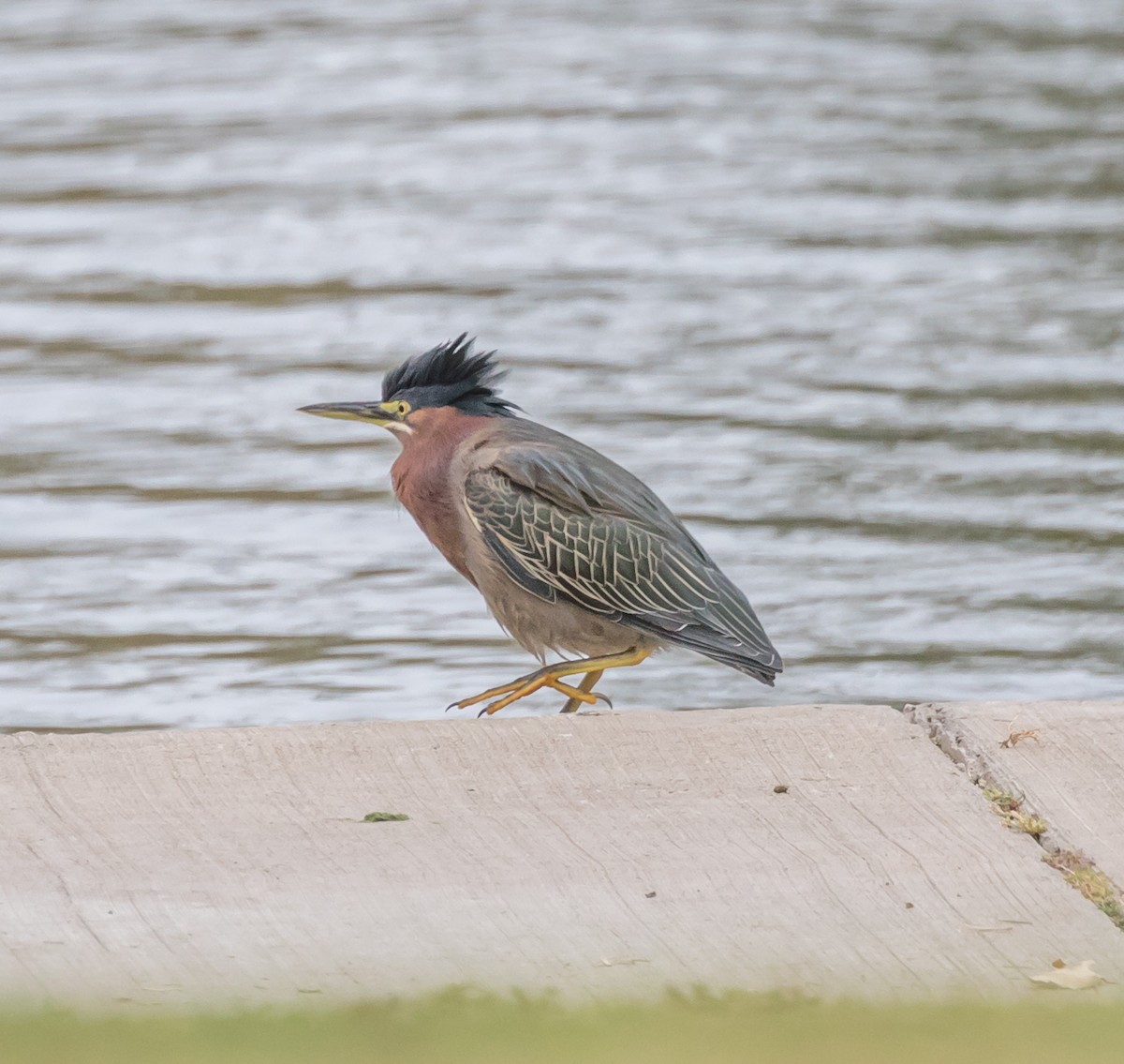 Green Heron - ML73961591