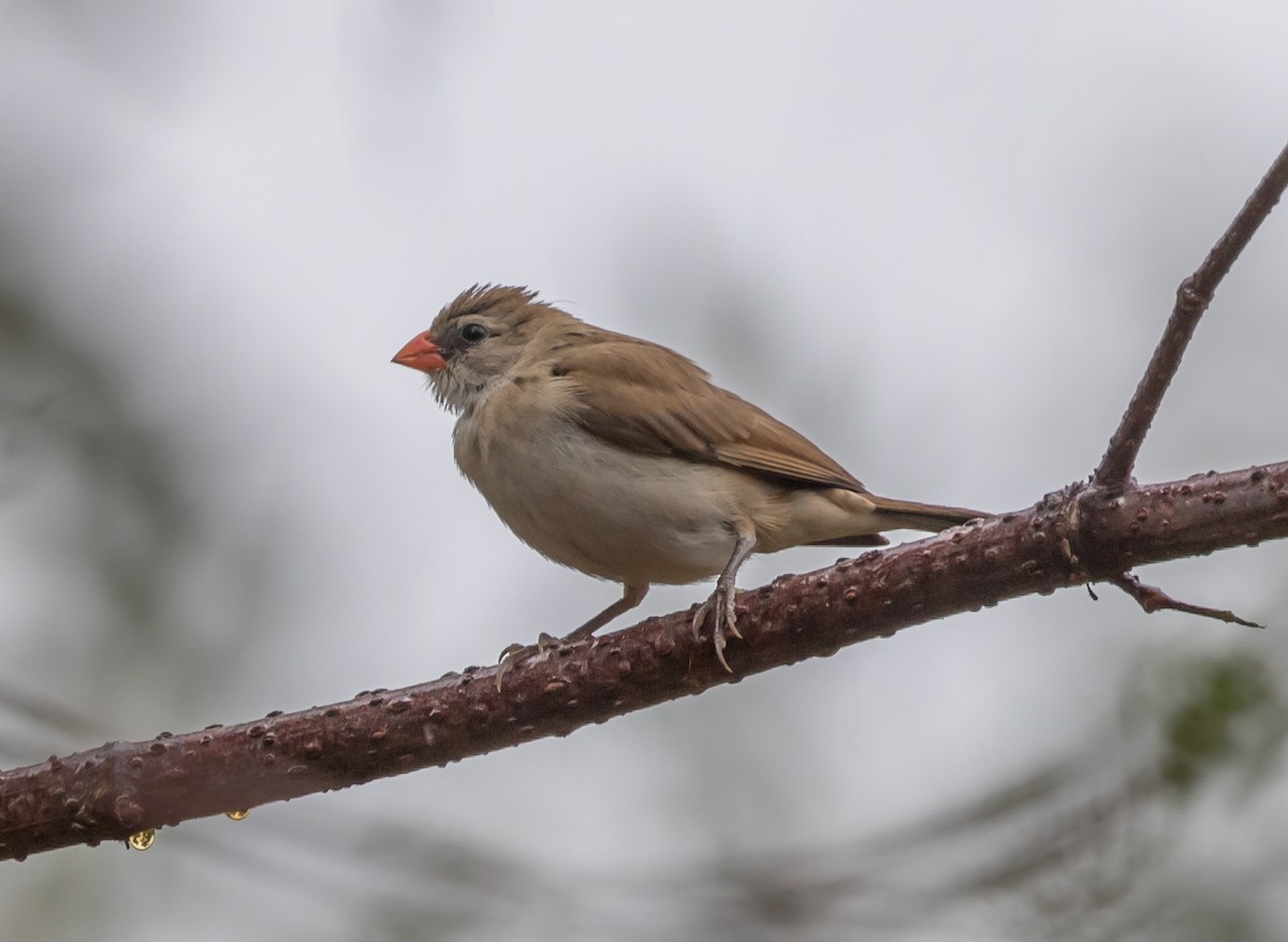 Pin-tailed Whydah - Maury Swoveland