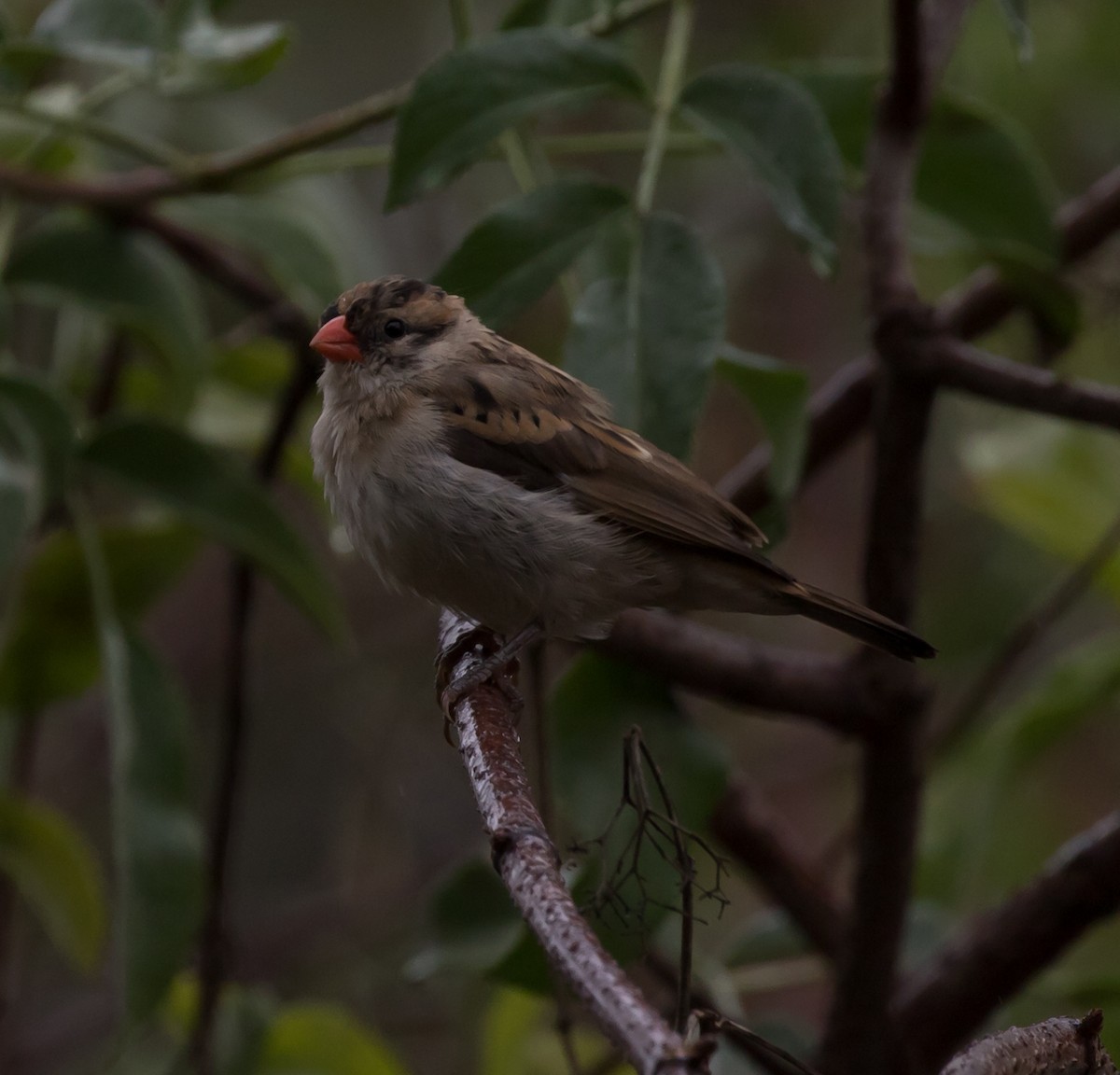 Pin-tailed Whydah - Maury Swoveland