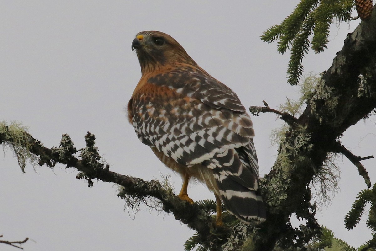 Red-shouldered Hawk - ML73962751