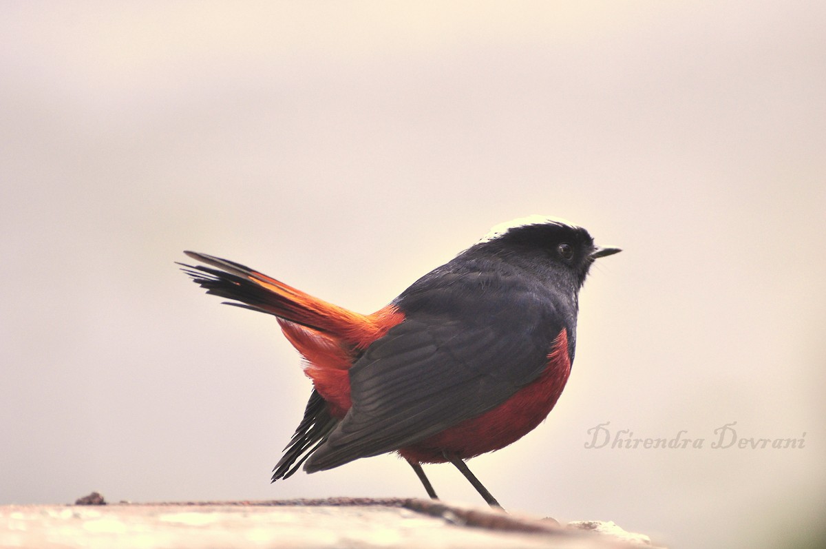 White-capped Redstart - ML73962801