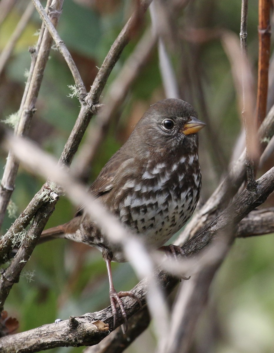 Fox Sparrow - ML73963071