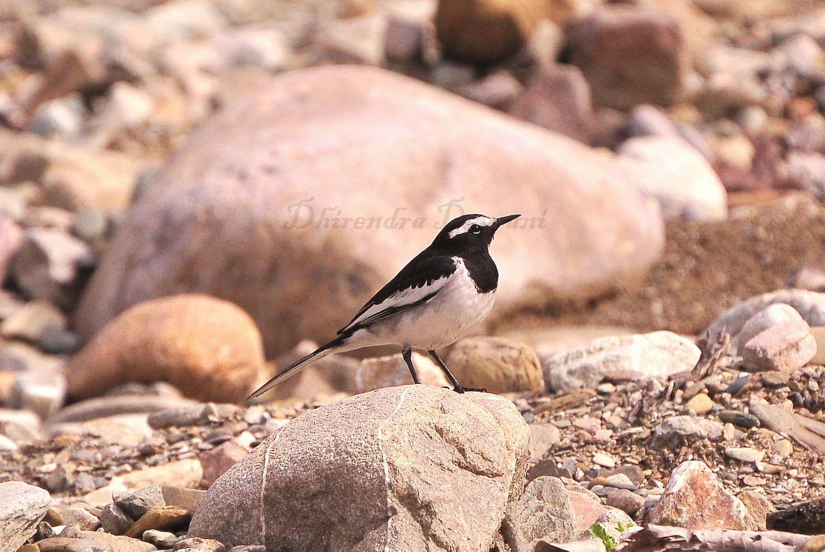 White-browed Wagtail - Dhirendra Devrani