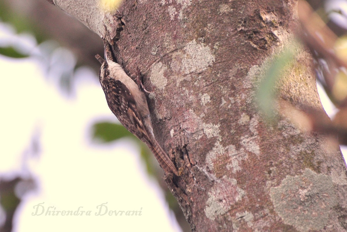 Bar-tailed Treecreeper - Dhirendra Devrani